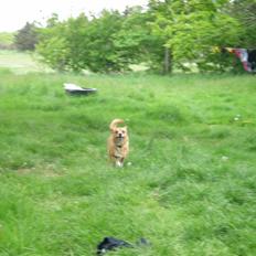 Blanding af racer Simba