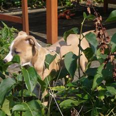 Amerikansk staffordshire terrier Milla