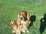 Cocker spaniel Tayson