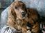 Cocker spaniel Tayson