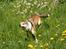 Norsk lundehund Løvheims Forseti / Fossi 4.3.05 - 13.1.14 - 11.5.2008