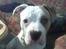 Amerikansk bulldog basse (RIP MIN SKAT)