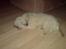 Lhasa apso R.I.P TUX - Her er han så, og han vil bare ikke ha taget billeder af sig.