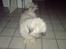 Lhasa apso R.I.P TUX