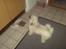 Lhasa apso R.I.P TUX