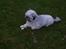 Lhasa apso R.I.P TUX