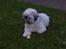 Lhasa apso R.I.P TUX