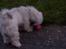 Lhasa apso R.I.P TUX