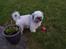 Lhasa apso R.I.P TUX