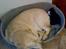 Labrador retriever Bamse <33 *Aflivet* :'(<3 - bamse og figaro evig og altid ! <333