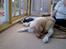 Labrador retriever Bamse <33 *Aflivet* :'(<3 - Bamse og Figaro <333