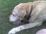 Labrador retriever Bamse <33 *Aflivet* :'(<3 - min elskede bold som hovedpude ? :D <3