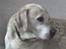 Labrador retriever Bamse <33 *Aflivet* :'(<3 - smuklingen <33