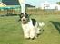 Cocker spaniel Barleys Tippe