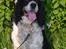 Engelsk springer spaniel Diana. <3 **Død* :'( - Så fin <3