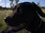 Blanding af racer GD&ROTTWEILER - Cola -