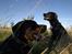 Blanding af racer GD&ROTTWEILER - Cola -