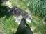 Border collie /Labrador R.I.P. Fie<3
