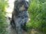 Border collie /Labrador R.I.P. Fie<3 - er jeg ikke sød