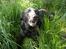 Labrador retriever /blanding Rie<3 - hej