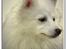 Japansk spids Rina R.I.P min søde - Rina - veninde og Tante Tut - Rina døde d. 23. marts 09. R.I.P.  min søde ven
