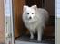 Japansk spids Rina R.I.P min søde - i campingdøren