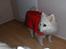 Japansk spids Rina R.I.P min søde - gammel og med AD, ja så luner et dækken godt, her er det juleaften, som hun tilbragte hos os