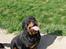 Rottweiler Santos