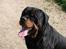Rottweiler Santos