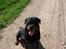 Rottweiler Santos
