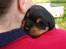 Rottweiler Santos - Santos junior