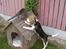 Beagle Luna (død 28/8) R.I.P ;(