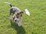 Beagle Luna (død 28/8) R.I.P ;(