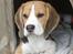 Beagle Luna (død 28/8) R.I.P ;(