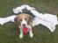 Beagle Luna (død 28/8) R.I.P ;( - Mor og far har givet mig et tørklæde på for at se sød ud, men jeg synes nu mere jeg ligner en der skal til spejder:)
