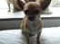 Chihuahua Chanel<3