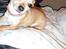 Chihuahua Chanel<3 - Ordner lige den her kæmpe bamse:D