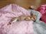 Chihuahua Chanel<3 - Lille Chanel efter patella operation;(