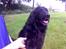 Labrador retriever Chang