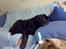 Labrador retriever Chang