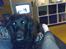 Labrador retriever Chang