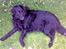 Labrador retriever Chang