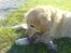 Golden retriever Olympus R.I.P <3 - Min dejlige Lympe, leger med sit knudetov :)