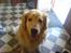 Golden retriever Olympus R.I.P <3 - nårh, min dejlige hund <3