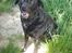 Labrador retriever /blanding Rie<3 - er jeg ikke sød