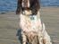 Engelsk springer spaniel Oscar  31.01.1999 - 08.02.2013 - 24. september 2008