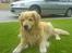 Golden retriever Olympus R.I.P <3