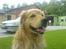 Golden retriever Olympus R.I.P <3 - Min dejlige dreng..<3