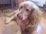 Golden retriever Olympus R.I.P <3 - Slikker sig om munden..