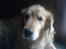 Golden retriever Olympus R.I.P <3